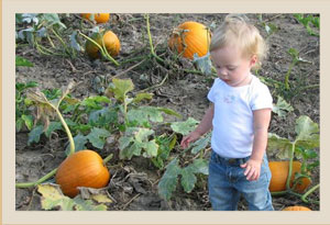 Pumpkin Farm