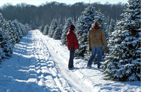 Christmas Trees Bowling Green Ohio